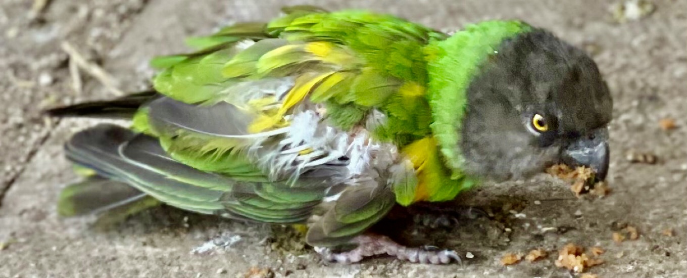 experience days desktop