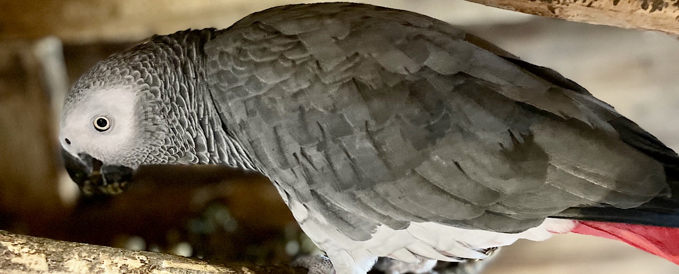 experience days desktop